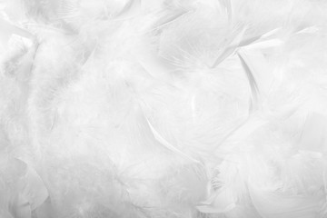 Obraz premium texture of feathers and down.white background