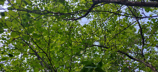 green leaves of tree