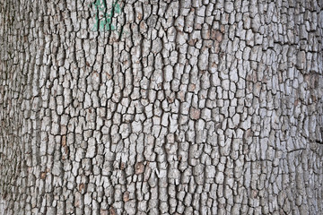 bark texture