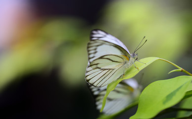 A small white butterfly sits on a branch against a green background with space for text