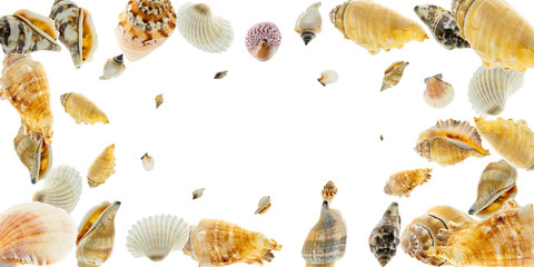 Sea Shells, starfish in shape frame. Trendy natural organic color Hello summer background concept....