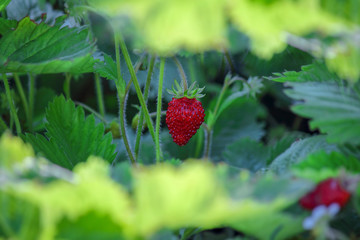 Sweet red berries, wild strawberry with berries and florets. Concept organic healthy food.