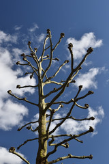 Tree without leaves against a blue sky with clouds