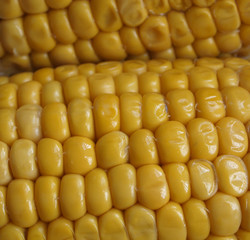 close up of sweet korn grains