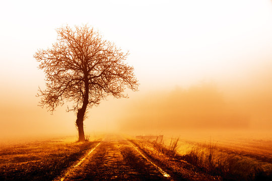 Silhouette of a tree at sunset, Campagna, Salerno, Italy