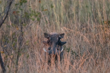 A wild boar in South Africa