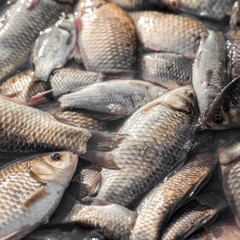 Fresh carp fish close-up.
