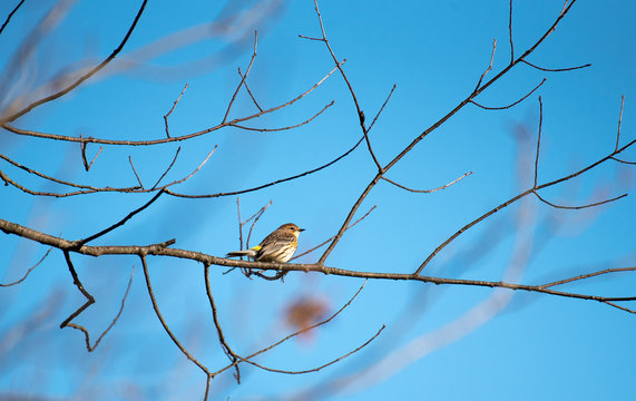 Yellow Rumped Warbler