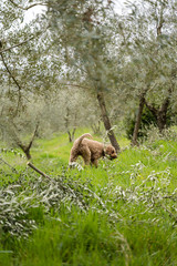 Truffle hunter