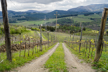 Fototapeta na wymiar Italian vineyard tracks