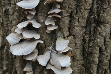 fungus on tree