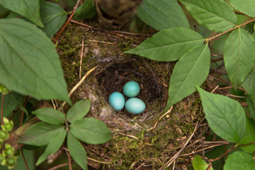 Three blue eggs of the thrush in the nest on a tree branch in green leaves - Powered by Adobe