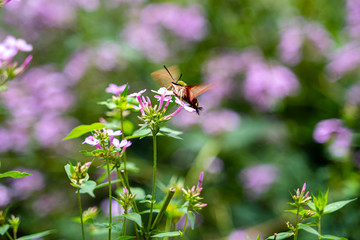 Hummingbird moth