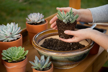 Decorating Succulent Pots