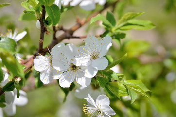 White flowers on the branches of trees in the spring