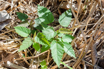 Stinging Nettle Plant