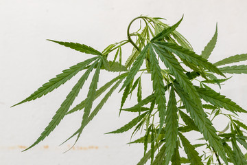Isolate the fresh green marijuana leaves Thailand.