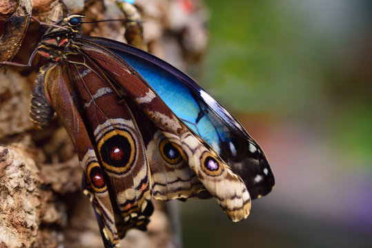 A newly hatched blue morpho butterfly hangs on a tree bark with blue and brown wings to dry its wings