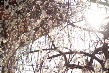 京都の桜と寺