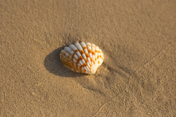 Fototapeta na wymiar White striped shell lies on smooth sand, close up