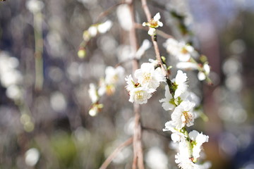 京都の桜と寺