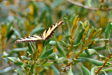 SWALLOWTAIL BUTTERFLY IN NEWPORT NEWS  PARK