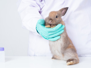 Veterinarian doctor carrying a brown rabbit over white background.