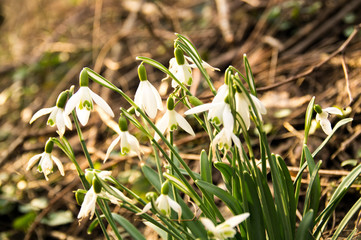 Osterglöckchen frühling weiße blüte