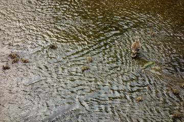 子連れの母鴨が河川敷で子供たちを見守る様子