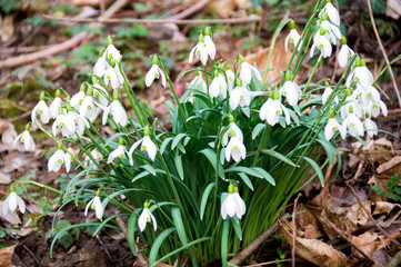 osterglöcken ostern frühling weiße blüte