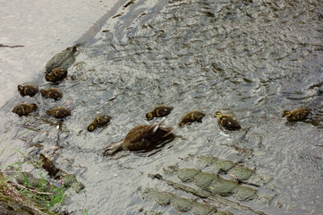 子連れの母鴨が河川敷で子供たちを見守る様子