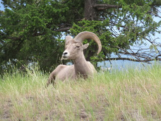 Mountain Sheep Relaxing