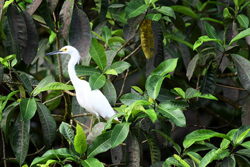Snowy Egret resting nearby the shore