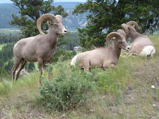 Mountain Sheep Group