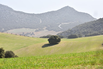 Panoramic of cultivated fields in Andalusia