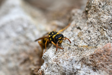 Detail of a wasp perched on a stone