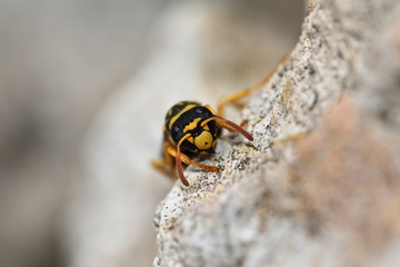 Portrait of a wasp emerging between some stones