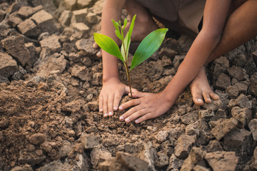 Boy hands are planting the seedlings into the arid soil.   Seedlings are growing from arid soil .concept of global warming.