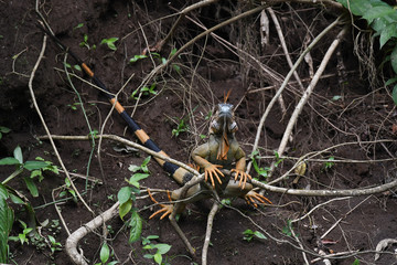 Orange Iguana standing up