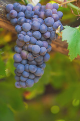 grapes on the vine