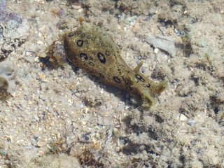 Babosa de mar, Aplysia dactylomela