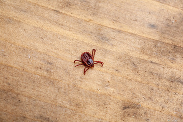 A dangerous parasite and infection carrier mite