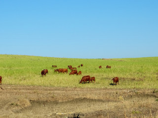 Toros en prado verde pastando
