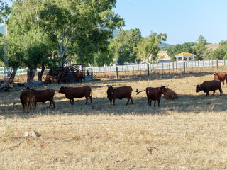 Toros en prado verde pastando