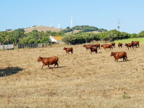 Toros En Prado Verde Pastando