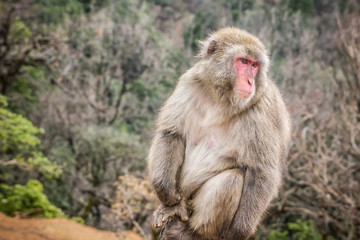 Iwatayama Monkey Park in Kyoto. Japan tourist attraction. Animal wildlife travel background.