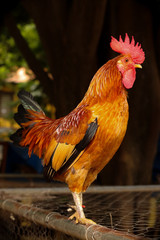 Fototapeta premium portrait of rooster