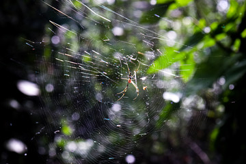 cobweb