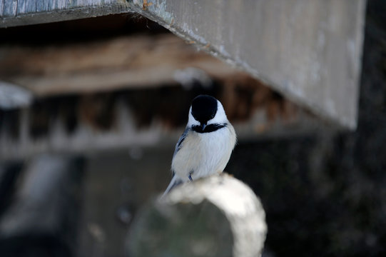 m&eacute;sange &agrave; t&ecirc;te noire