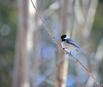 m&eacute;sange &agrave; t&ecirc;te noire